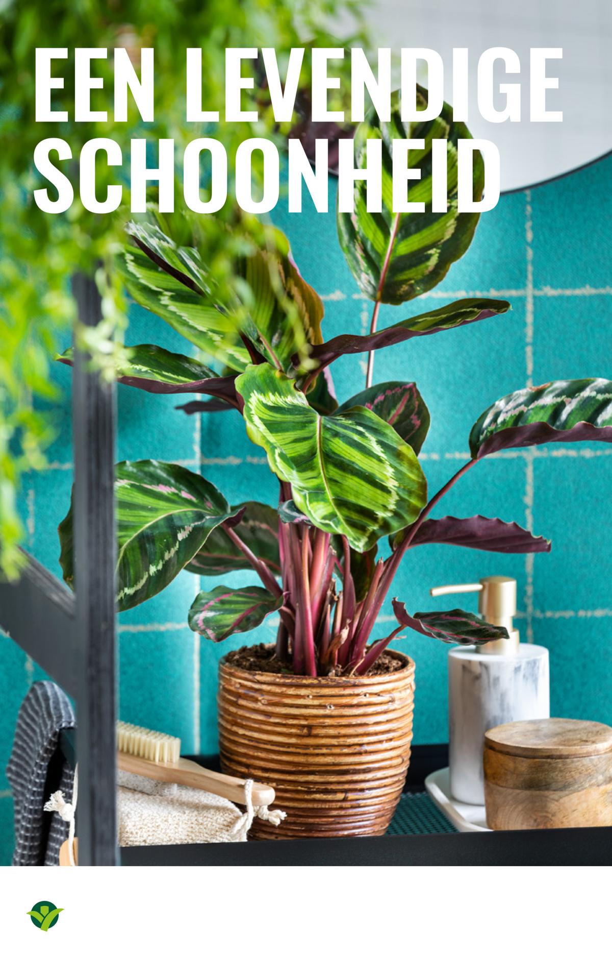 undefined 8