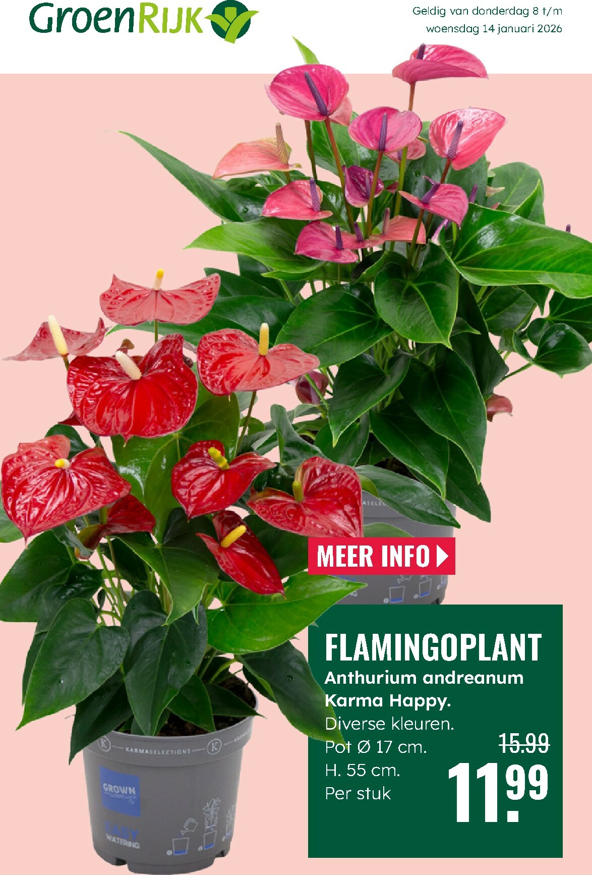 De GroenRijk folder geldig vanaf 08-01 t/m 14-01