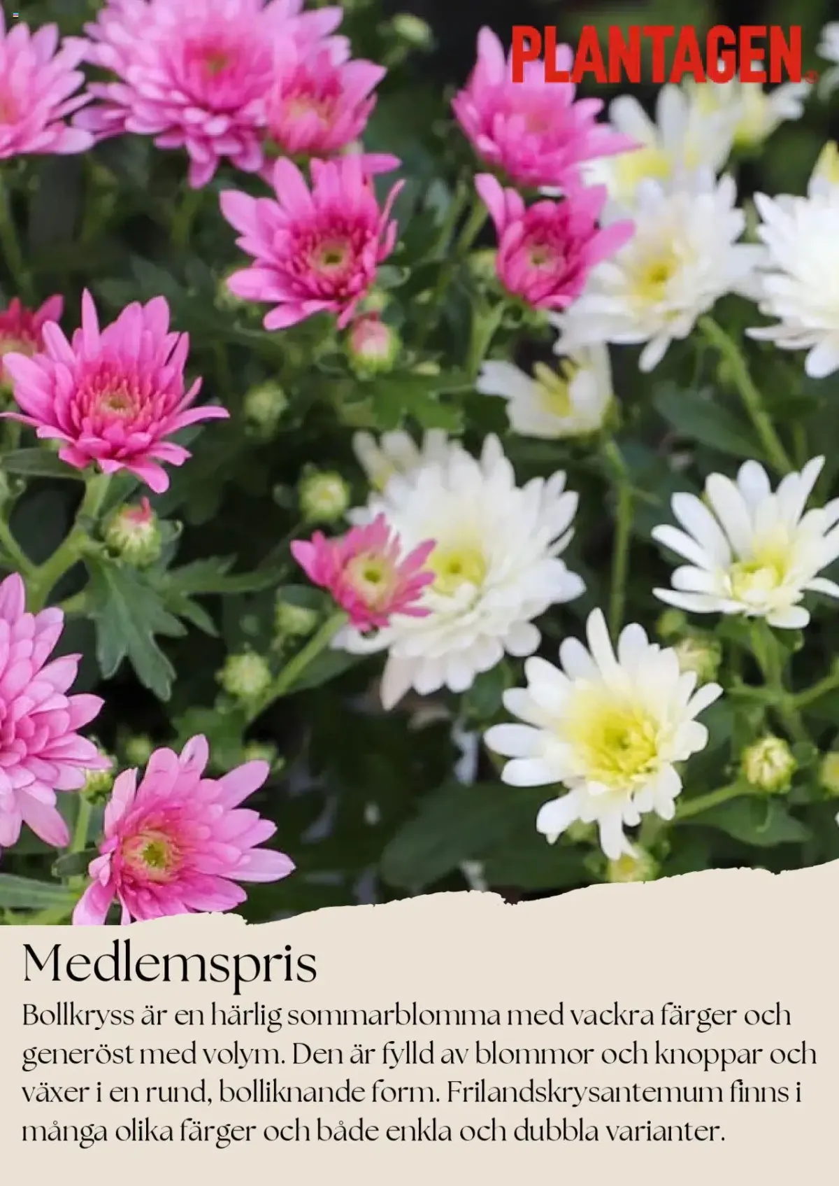 Plantagen - erbjudanden från 01/08/2025