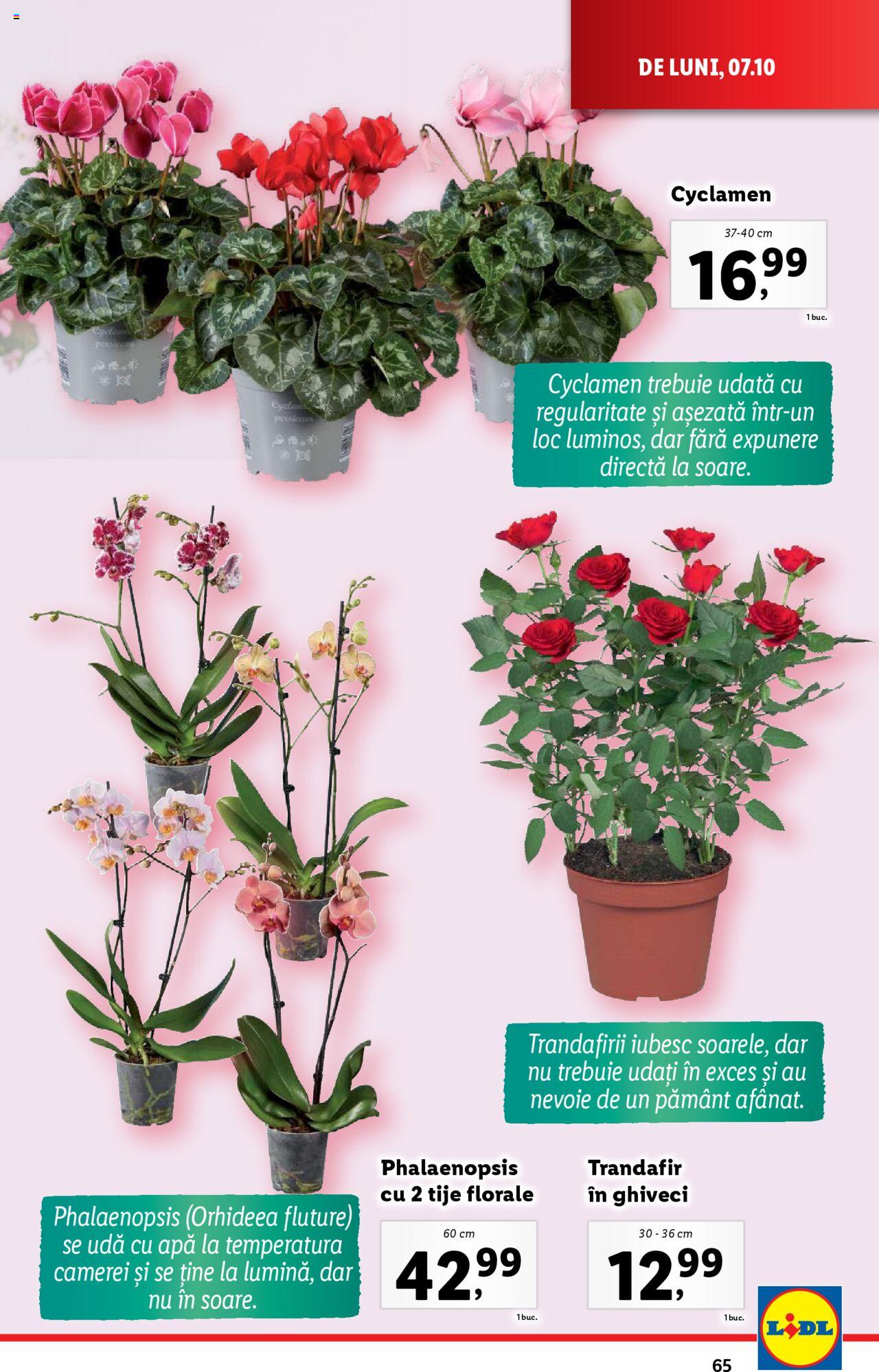 Catalog LIDL 07.10.2024 - 13.10.2024 65