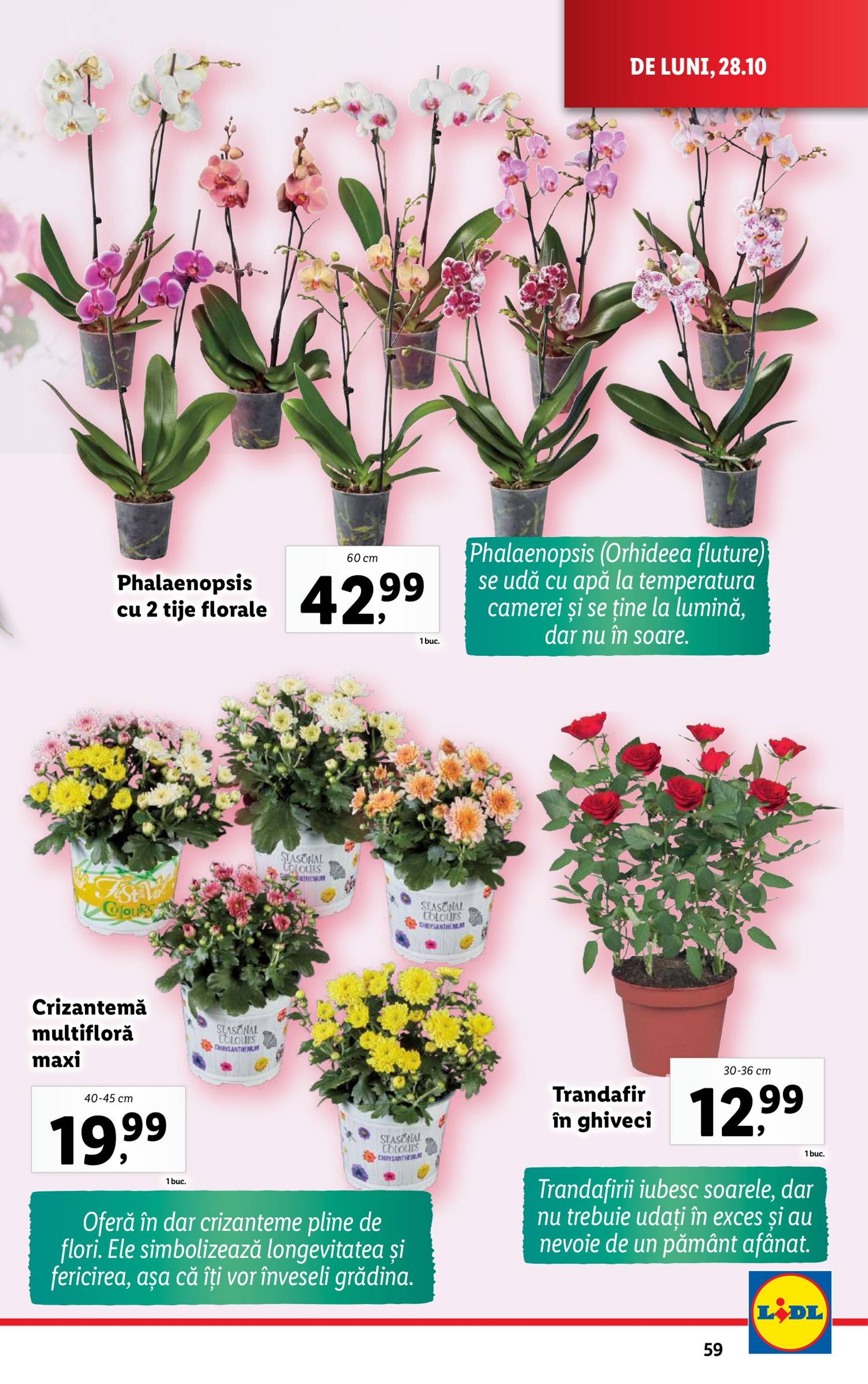 Catalog Lidl valabil din 28.10. - 03.11. 59