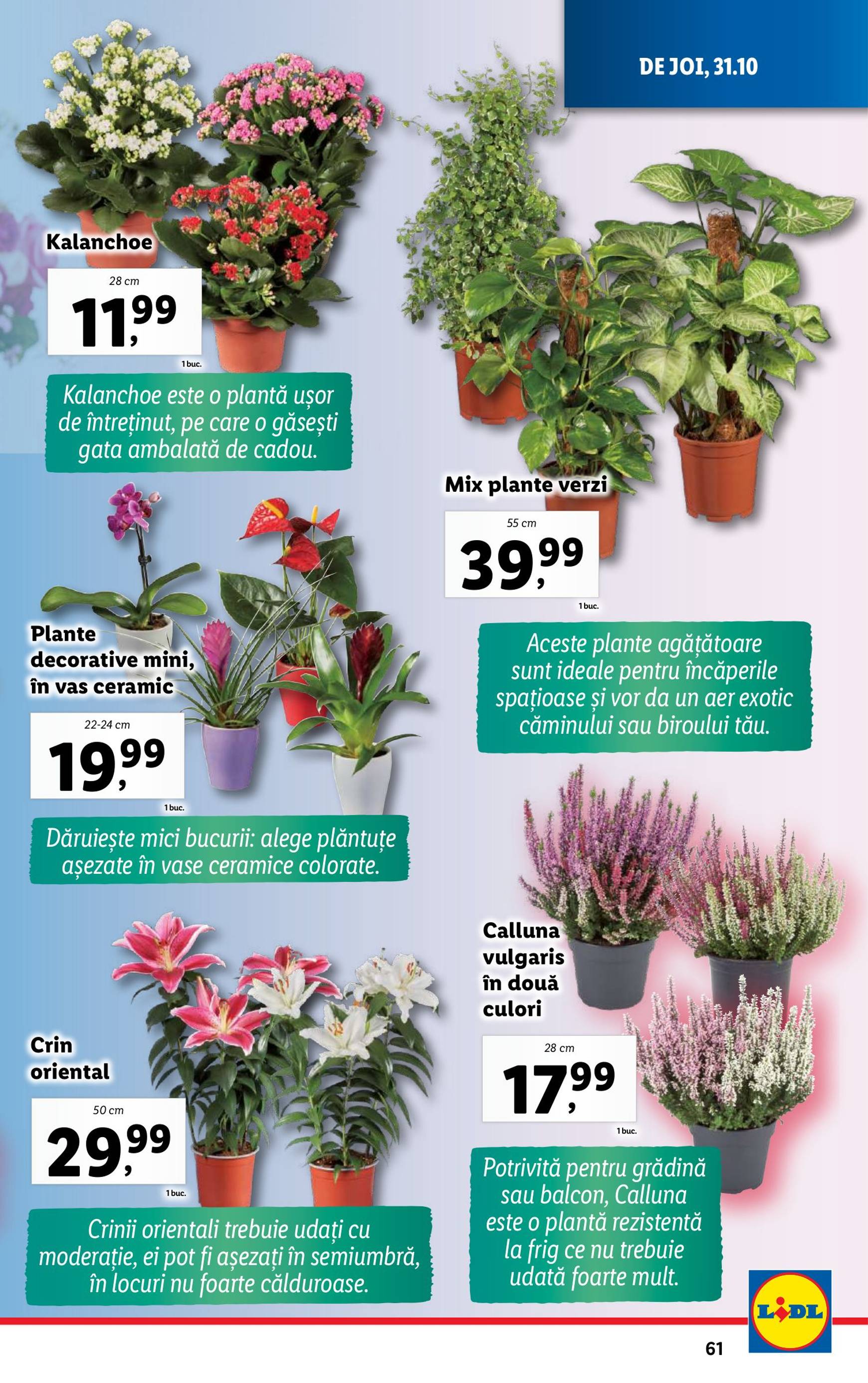 Catalog Lidl valabil din 28.10. - 03.11. 61