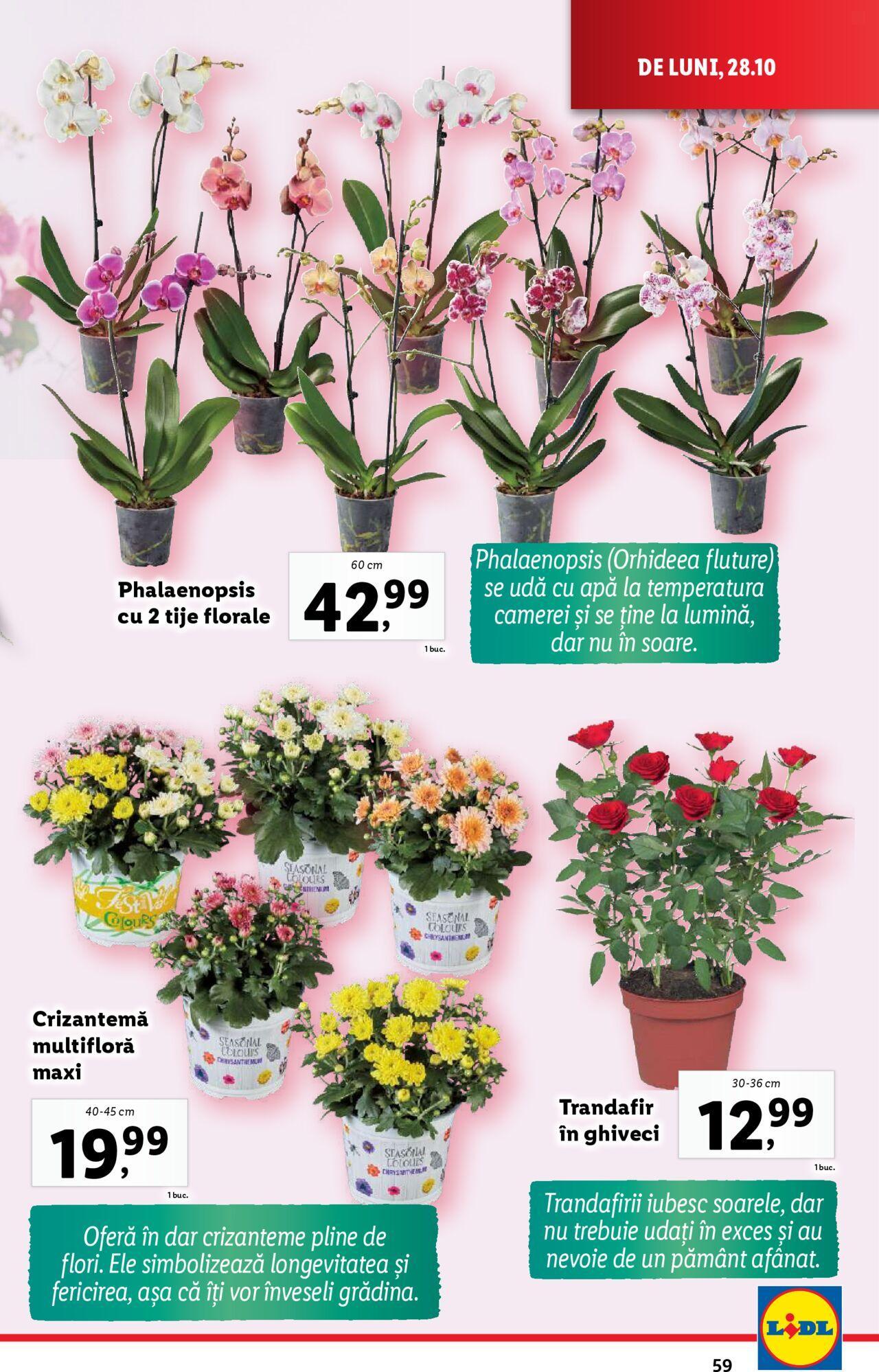 Catalog LIDL 28.10.2024 - 03.11.2024 59