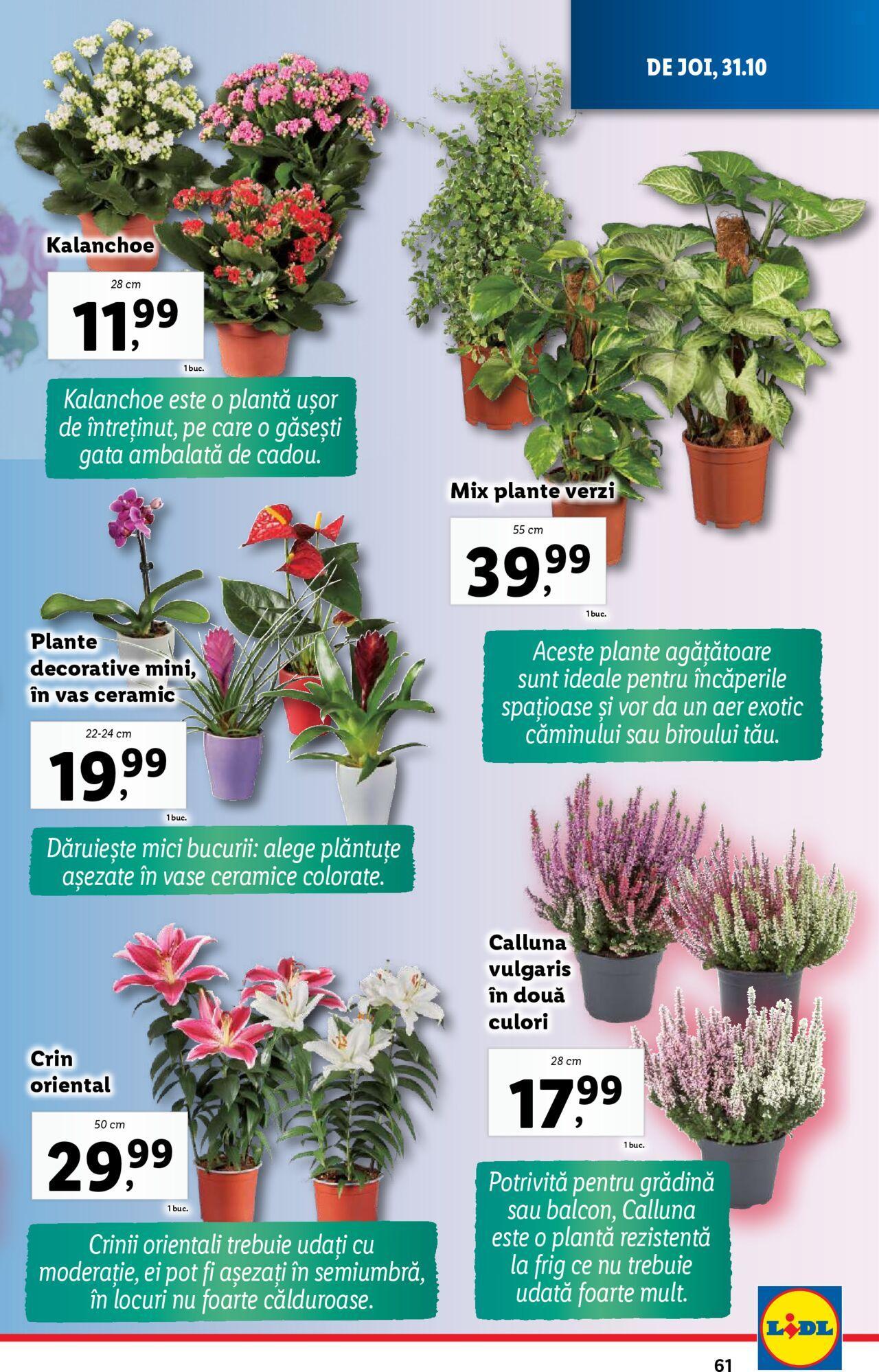 Catalog LIDL 28.10.2024 - 03.11.2024 61