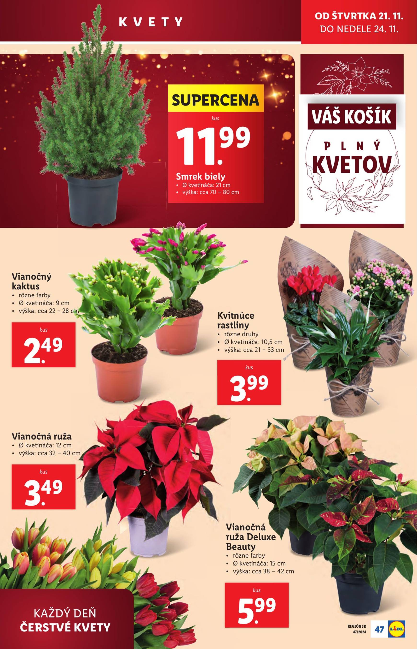 Lidl leták platný od 18.11. - 24.11. 55